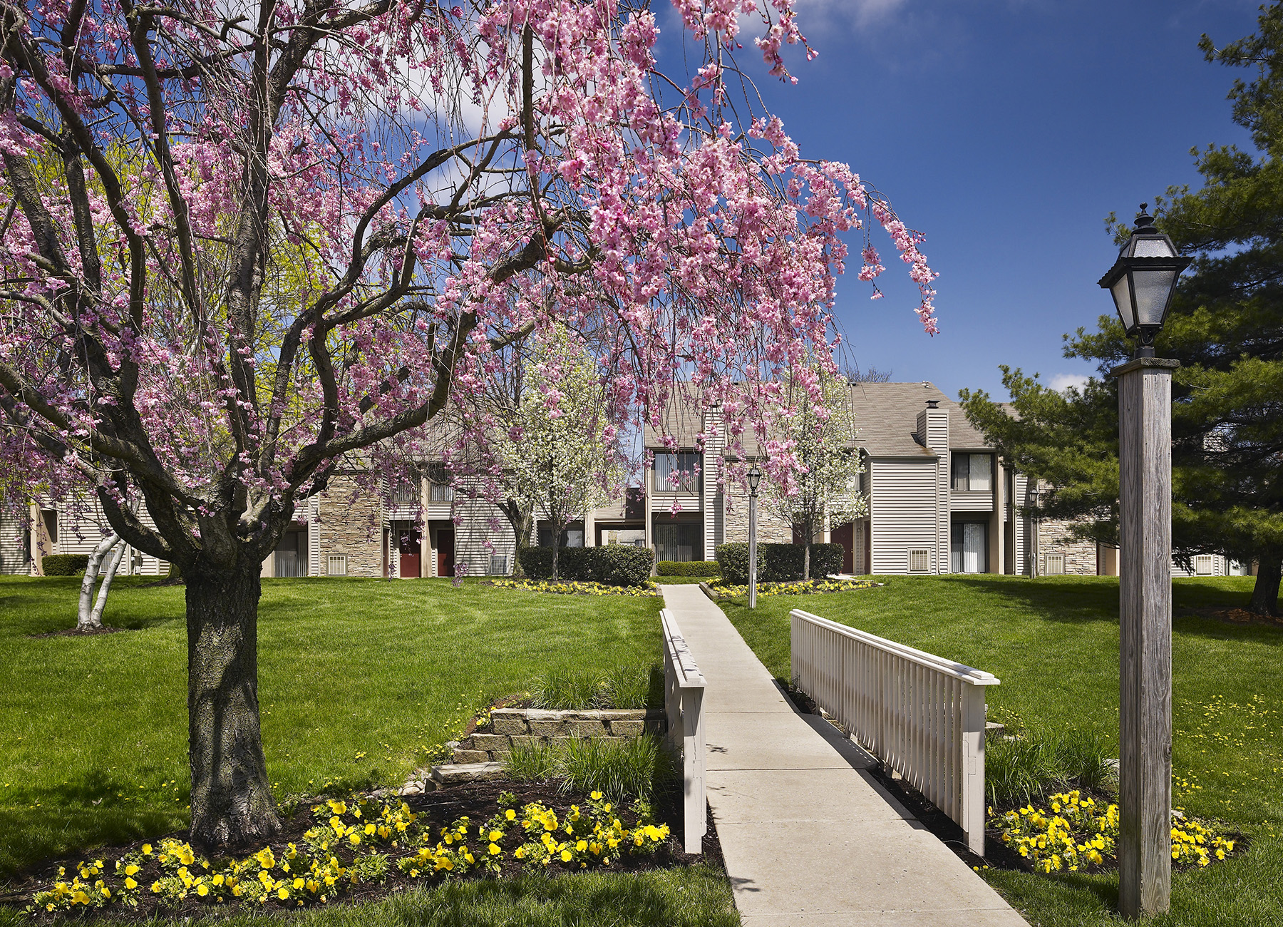 Exterior townhouse entrance with pink flowering tree in front